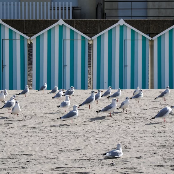 Mouettes sur plage devant cabanes rayées bleues et blanches.
