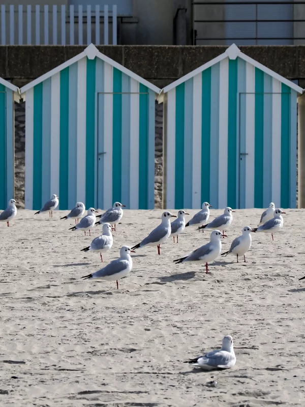 Mouettes sur plage devant cabanes rayées bleues et blanches.