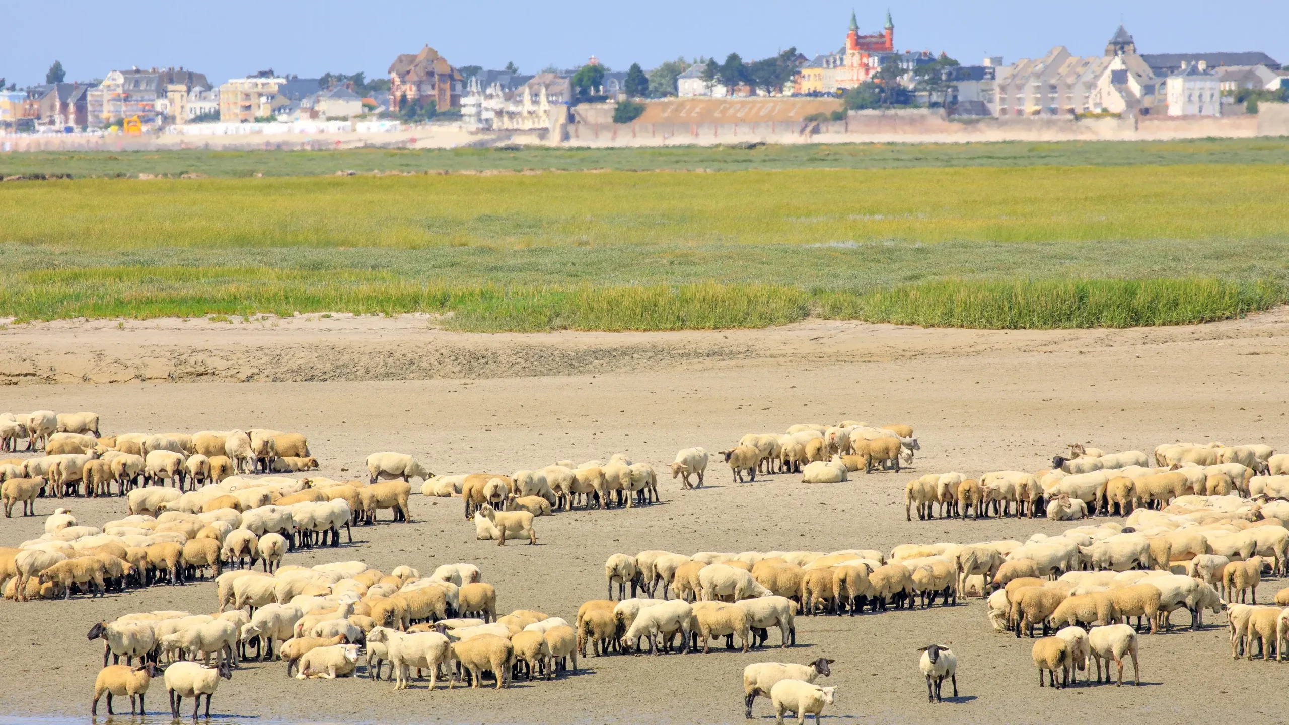 Troupeau de moutons près de la côte, ville en arrière-plan.