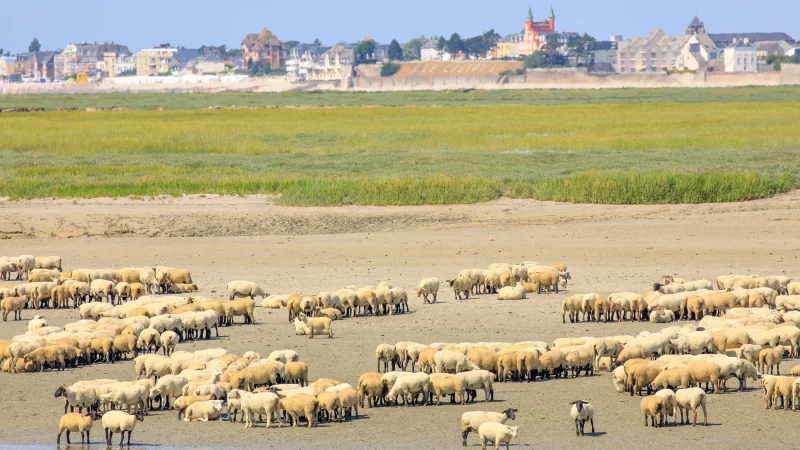 Troupeau de moutons près de la côte, ville en arrière-plan.