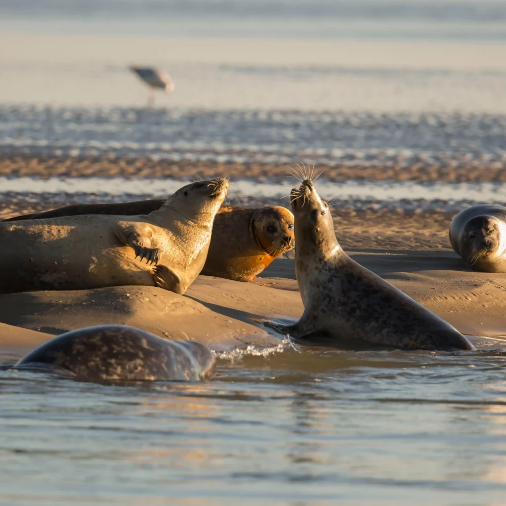 Partez découvrir les phoques depuis notre camping en Baie de Somme.