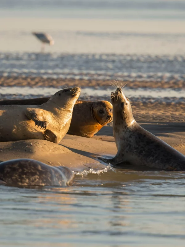 Phoques sur la plage au soleil couchant.