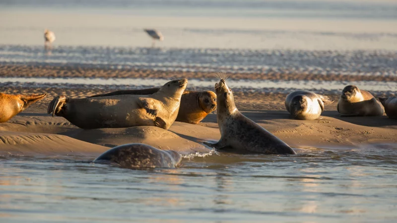 Phoques sur la plage au soleil couchant.
